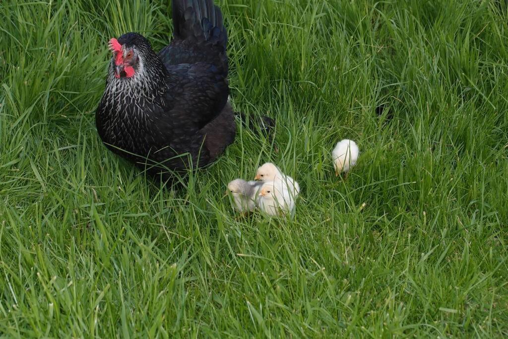 Upper Heath Farm - Stable Cottage Ludlow クレイブン・アームス エクステリア 写真